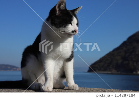 瀬戸内海の島の猫・堤防の上でくつろぐ猫【香川県・佐柳島】 瀬戸内海の島の猫・堤防の上でくつろぐ猫【香川県・佐柳島】 114297184