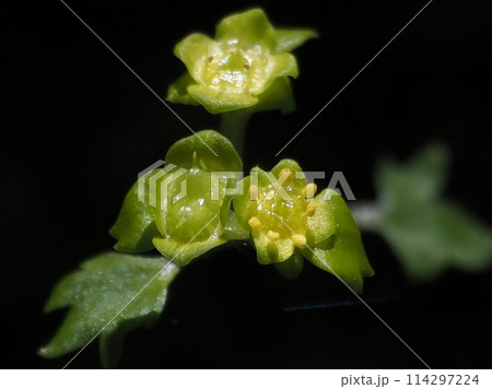 ネコノメソウ属 114297224