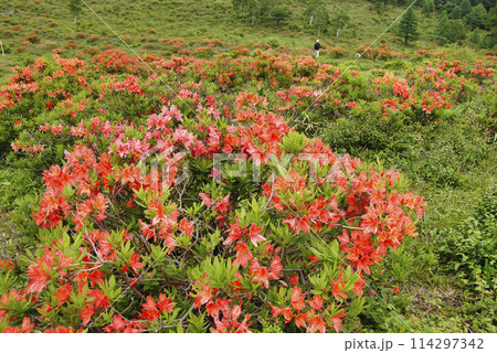 レンゲツツジ　群馬県湯の丸高原 114297342