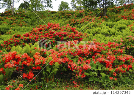 レンゲツツジ 群馬県湯の丸高原 レンゲツツジ 群馬県湯の丸高原 114297343