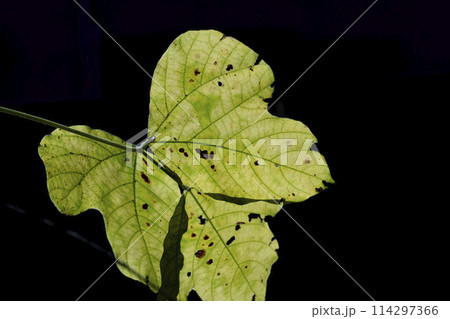 初冬の陽を浴び輝くクズの葉 初冬の陽を浴び輝くクズの葉 114297366