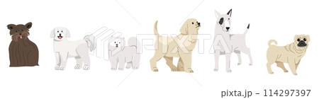Various Small Breed Dogs Collection 114297397