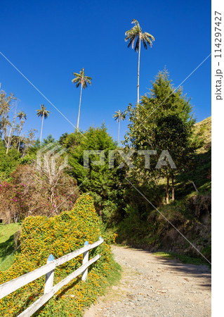 Nature landscape of tall wax palm trees in Valle del Cocora Valley. Salento, Quindio department. Colombia mountains landscape. 114297427