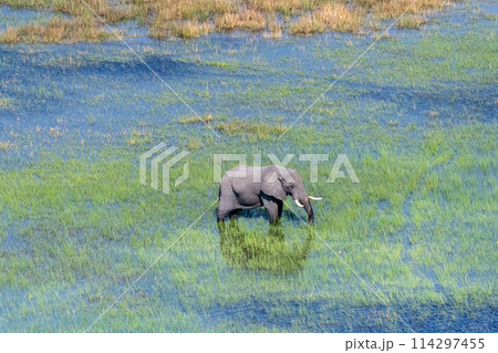 Aerial View of an African Elephant Aerial View of an African Elephant 114297455