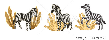 Zebras Grazing African Savannah vector Zebras Grazing African Savannah vector 114297472