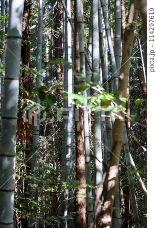 竹が浸食する手入れの行き届かなくなった山林 114297619