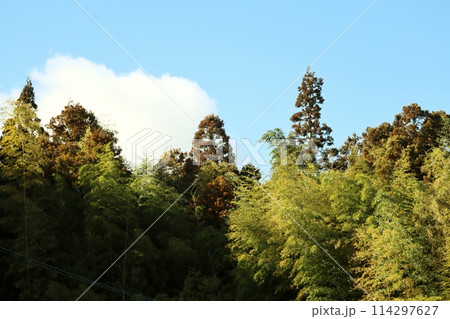 竹が浸食する手入れの行き届かなくなった山林 竹が浸食する手入れの行き届かなくなった山林 114297627