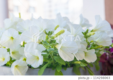 White petunia. Surfinia flower buds. White petunia. Surfinia flower buds. 114298063