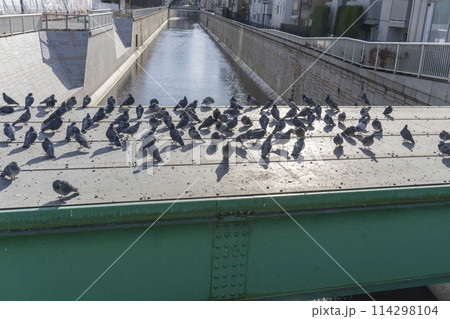 冬の日差しで暖をとる鳩たち・中野区中央 114298104