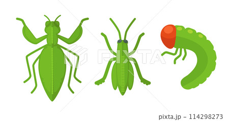 Various Insects Collection Set vector 114298273