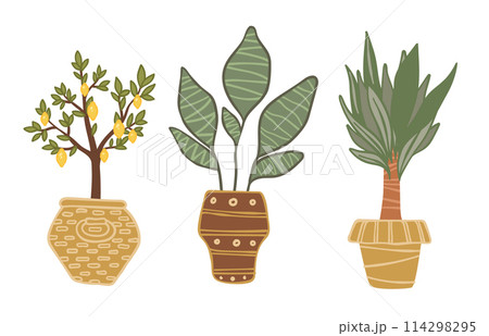 Indoor Potted Lemon Tree Illustration 114298295