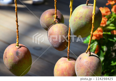 木に実ったマンゴー 木に実ったマンゴー 114298425
