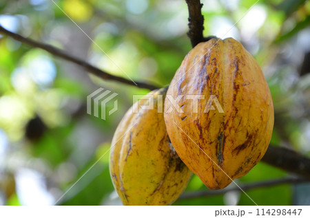 カカオの実 カカオの実 114298447