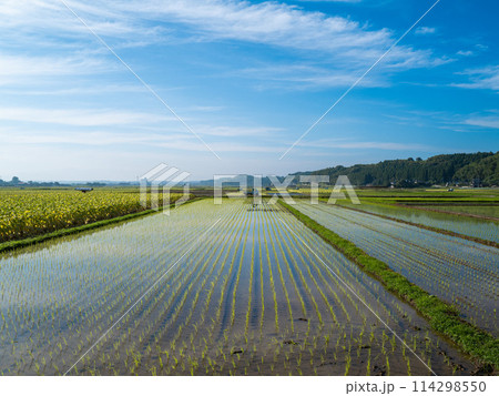 田植えが終わった水田 114298550