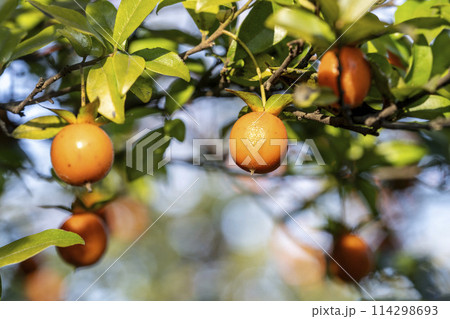 常緑の葉をもち柄にぶら下がり小さな実をつけるシセントキワガキ 常緑の葉をもち柄にぶら下がり小さな実をつけるシセントキワガキ 114298693