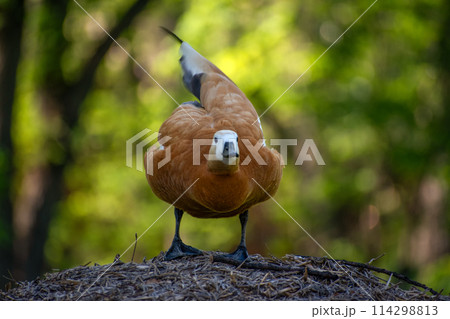 Close-up of ruddy shelduck bird in forest with blurred background in warm sunlight Close-up of ruddy shelduck bird in forest with blurred background in warm sunlight 114298813