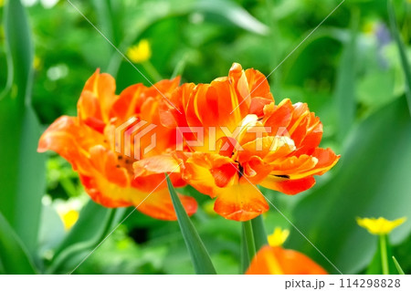 Orange Double Tulip Flower In Full Bloom With Green Leaves In The Background Orange Double Tulip Flower In Full Bloom With Green Leaves In The Background 114298828
