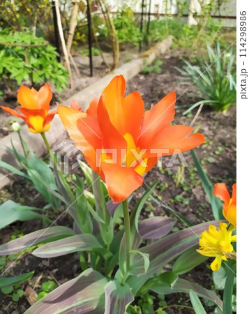 Bright orange tulip flowers in the garden bloom luxuriantly in spring. 114298986