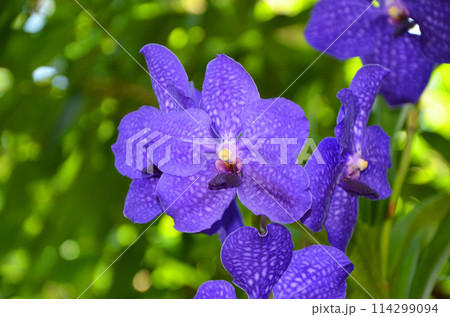 紫色のバンダ（ヒスイラン） 114299094