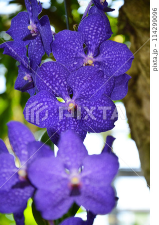 紫色のバンダ（ヒスイラン） 114299096