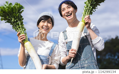 畑で野菜を収穫する男女 114299134