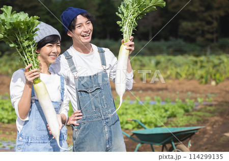 畑で野菜を収穫する男女 114299135