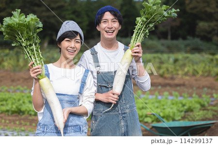 畑で野菜を収穫する男女 畑で野菜を収穫する男女 114299137