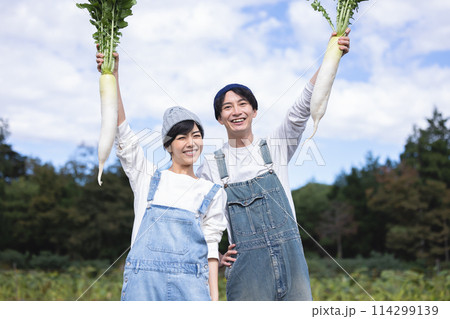 畑で野菜を収穫する男女 畑で野菜を収穫する男女 114299139
