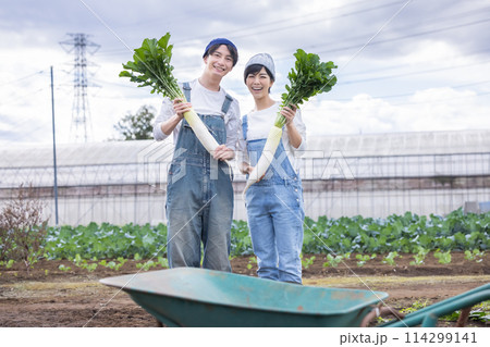 畑で野菜を収穫する男女 114299141