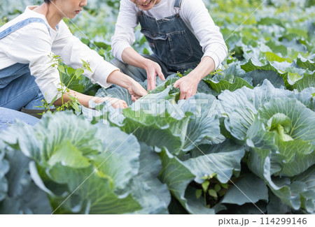 畑で野菜を収穫する男女 114299146
