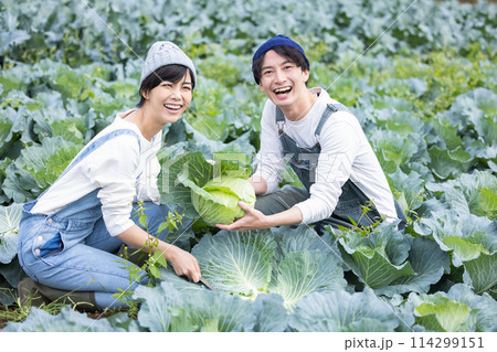 畑で野菜を収穫する男女 114299151