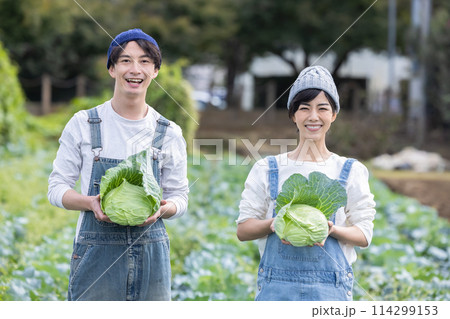 畑で野菜を収穫する男女 114299153