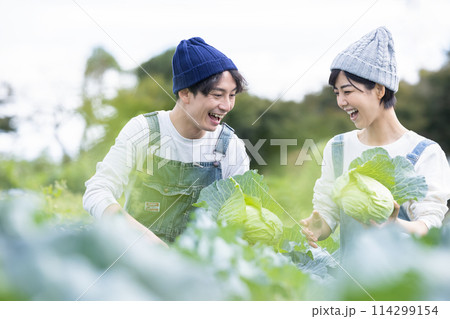 畑で野菜を収穫する男女 114299154