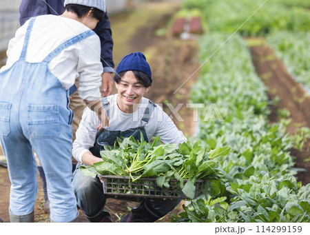 畑で野菜を収穫する男女 114299159