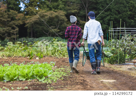 畑で野菜を収穫する男女 114299172