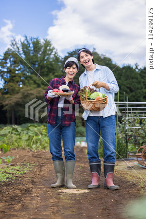 畑で野菜を収穫する男女 114299175