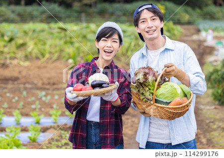 畑で野菜を収穫する男女 114299176