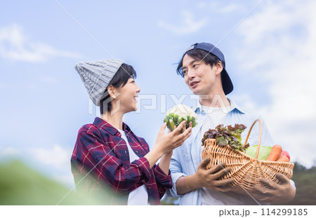 畑で野菜を収穫する男女 114299185