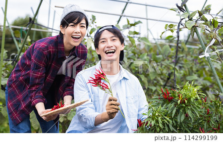 畑で野菜を収穫する男女 114299199