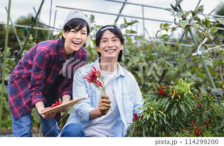 畑で野菜を収穫する男女 畑で野菜を収穫する男女 114299200