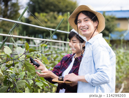 畑で野菜を収穫する男女 114299203