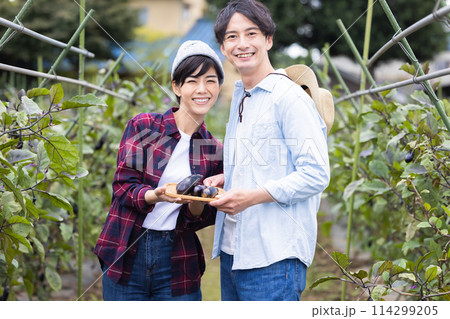 畑で野菜を収穫する男女 畑で野菜を収穫する男女 114299205