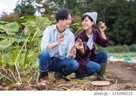 畑で野菜を収穫する男女 114299213