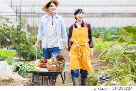 畑で野菜を収穫する男女 114299224