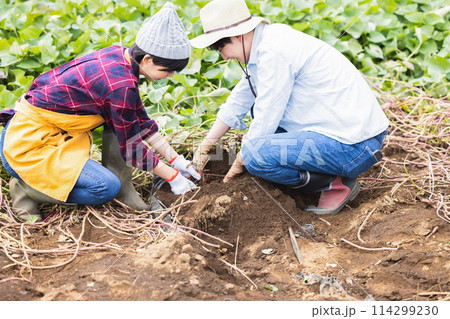 畑で野菜を収穫する男女 畑で野菜を収穫する男女 114299230