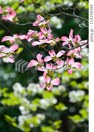 爽やかな初夏に咲くハナミズキと新緑 114299384