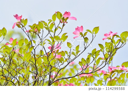 爽やかな初夏に咲くハナミズキと新緑 爽やかな初夏に咲くハナミズキと新緑 114299388