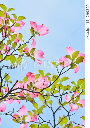 爽やかな初夏に咲くハナミズキと新緑 114299399