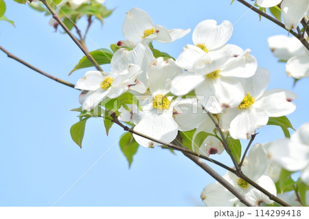 爽やかな初夏に咲くハナミズキと新緑 爽やかな初夏に咲くハナミズキと新緑 114299418