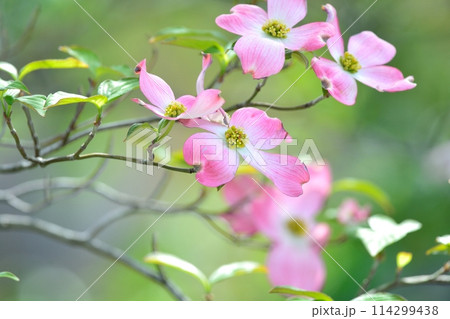 爽やかな初夏に咲くハナミズキと新緑 爽やかな初夏に咲くハナミズキと新緑 114299438